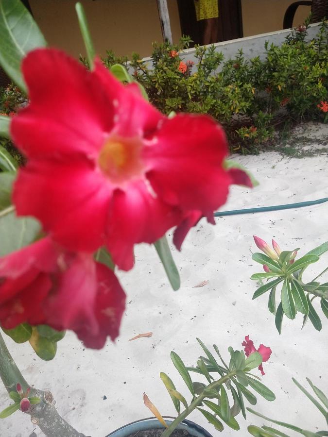 Santo Amaro do Maranhao Pousada Flor Do Deserto - Mandacaru מראה חיצוני תמונה